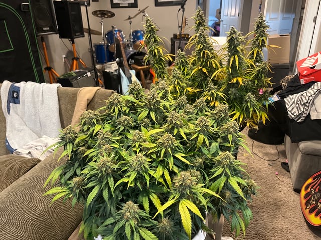 Autoskunk and OG Kush