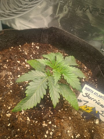 lil Slurry, first grow — vegetative, day 14