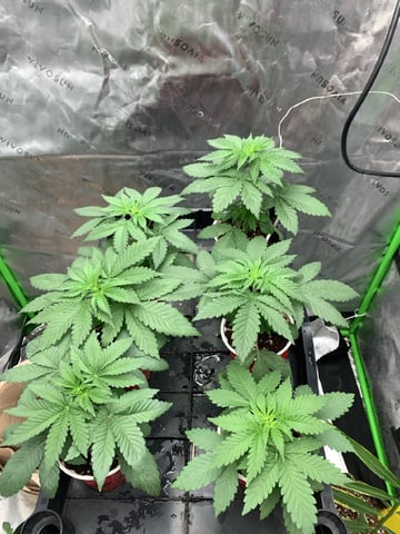 Papaya Frosting  — vegetative, day 25