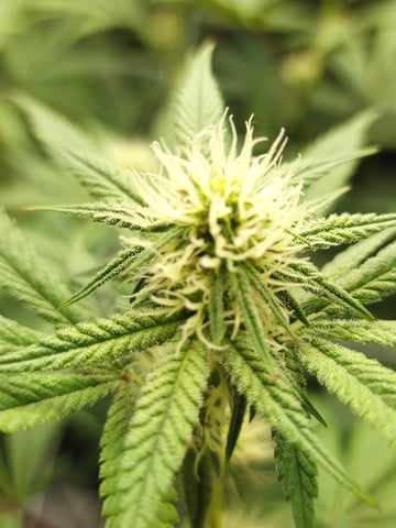 First clones (Dr nefario)  — flower, day 48