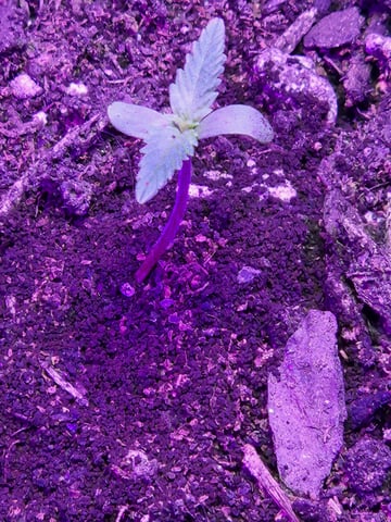 My First Indoor Grow — seedling_rooting, day 4