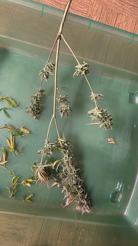 Beginner - My first grow has been an incredible experience so far! — harvest, day 92