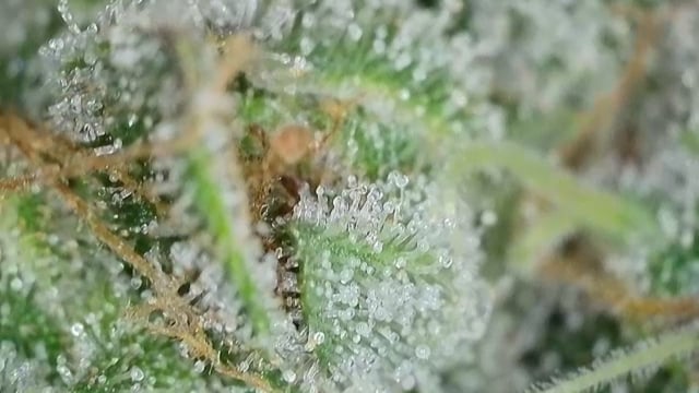 Fruity Pebbles — flower, day 97