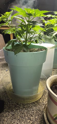 First GROE — vegetative, day 6
