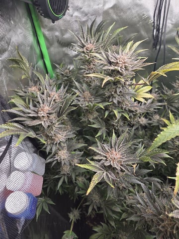 Special Kush#1 and Purple Queen Auto  — flower, day 135