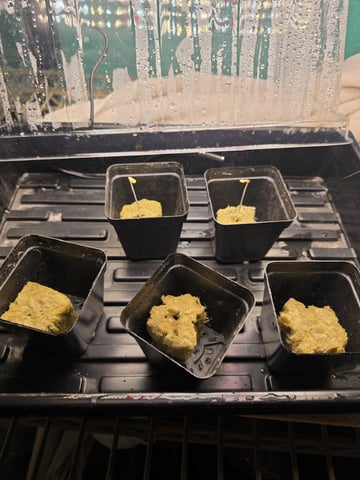 Dr. Sleep — seedling_rooting, day 11