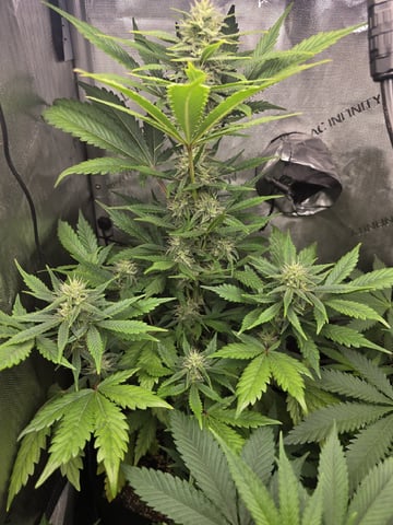 Coco Grow — vegetative, day 48