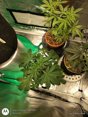 Grow Budz — seedling_rooting, day 6