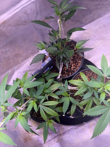 Green Gelato — vegetative, day 3