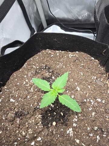 Durban Poison — seedling_rooting, day 16
