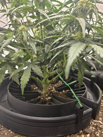 1st Grow 4x4 — vegetative, day 39
