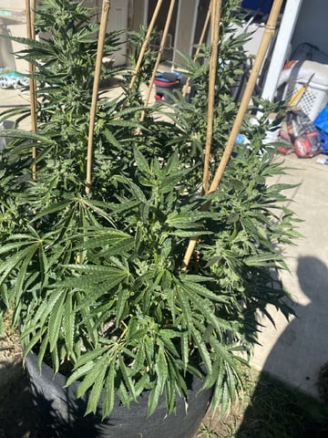 Solfire Gardens Grow — flower, day 136