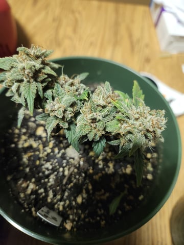 Mephisto Schoolyard Crush Grow-Pop tart OG and Apple Crush