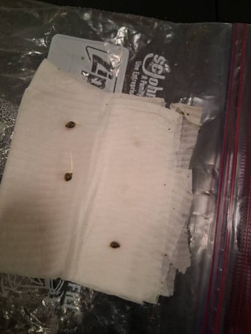 Free Seeds — germination, day 3