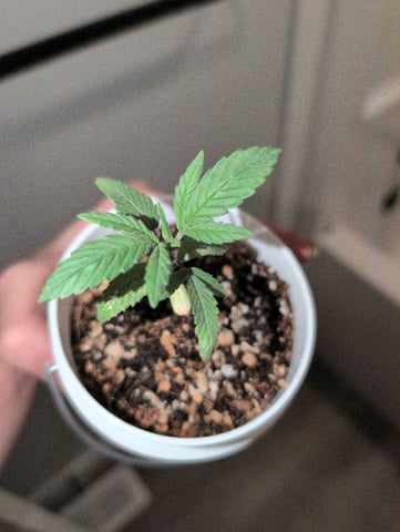 2025-26 — seedling_rooting, day 3