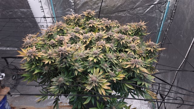 Blackberry Kush — harvest, day 130