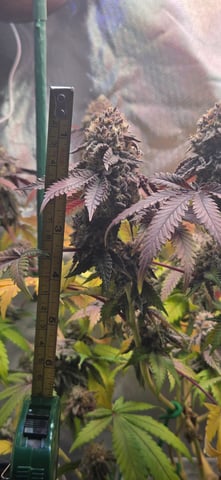 Looking for advice! — flower, day 99