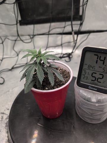 Girl Scout Cookies — vegetative, day 28