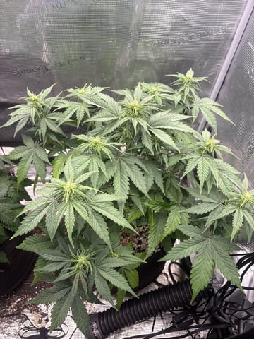 Batch #3 — flower, day 24