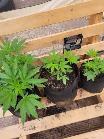 Making Crosses  — vegetative, day 68