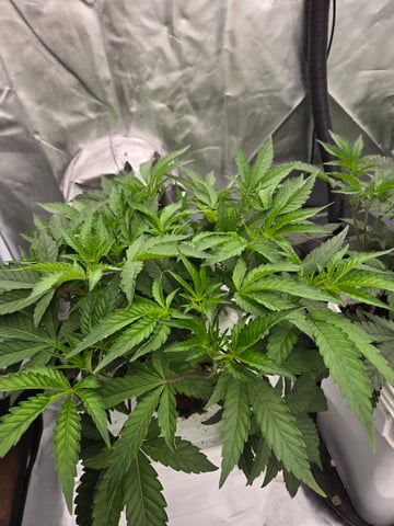 OG Kush  — seedling_rooting, day 32