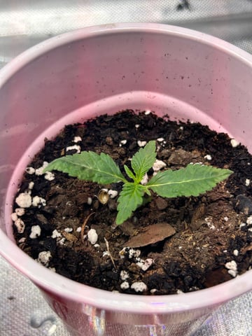 First Ever Grow GT — seedling_rooting, day 11