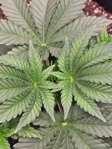 Northern lights #10 (Alaska) — vegetative, day 21