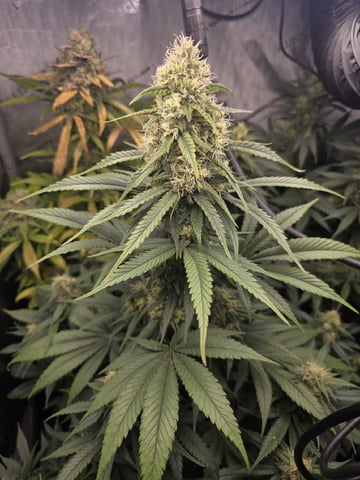 Coco Grow — flower, day 84