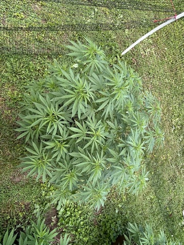 2026 Outdoor — vegetative, day 77