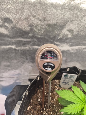 I'll get it right — vegetative, day 27