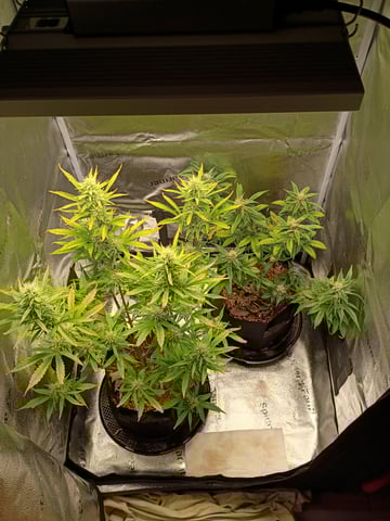 2×2 Autoflower FastBuds Grow — grow_setup, day 1