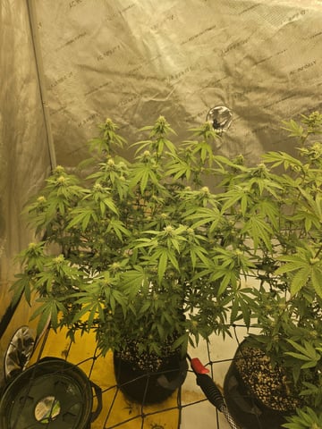 perfect circle/ cherrymac1 X candyland cross  — flower, day 6