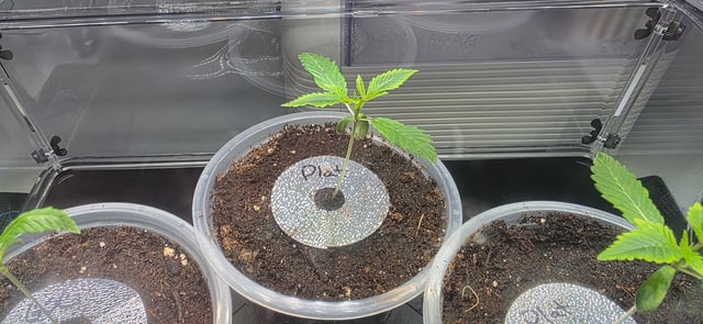 Girl Scout Cookies  — vegetative, day 18