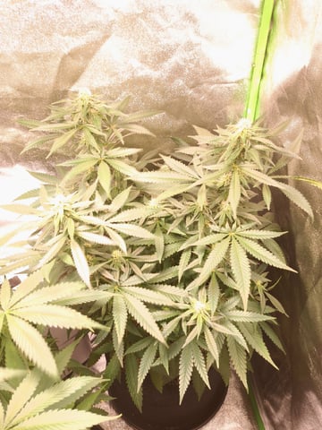 Pineapple Chunk/Runtz — flower, day 98