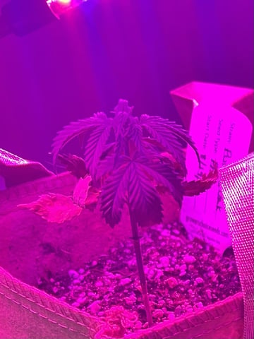 Inside Mother Plants — vegetative, day 45
