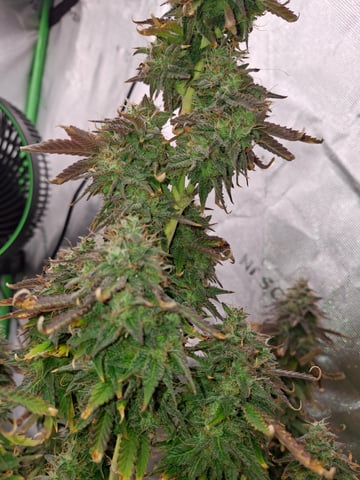 Do Si Dos -Cookies — flower, day 123