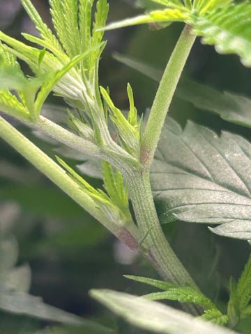 zunami s1 grounded genetics  — flower, day 43