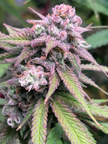 Blue Dream Feminized  — flower, day 145