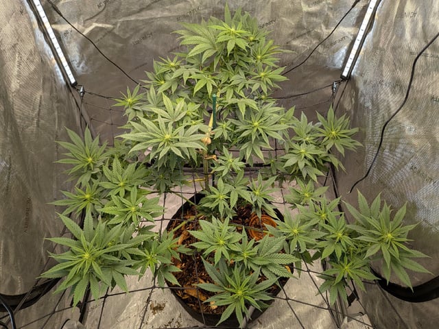 White Widow? — flower, day 29