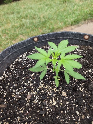 Gorilla Cookies Auto — seedling_rooting, day 18