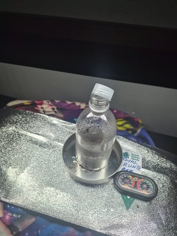 I'll get it right — germination, day 4