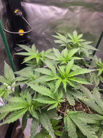 Looking for advice! — vegetative, day 44