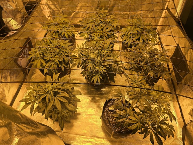 Autos AGAIN — vegetative, day 42