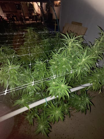 Sour Headies/OGBX1 — flower, day 127