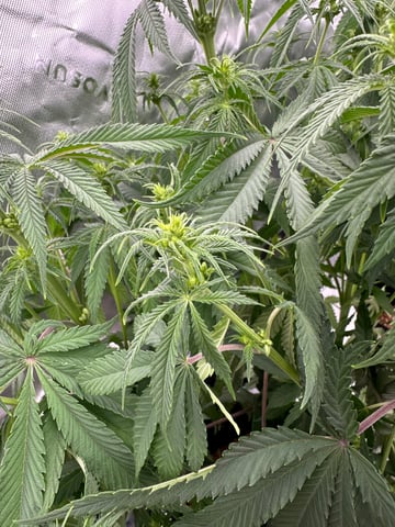 First grow — flower, day 50