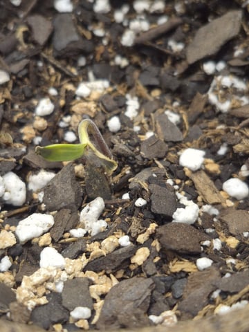 OG Kush Auto — seedling_rooting, day 32