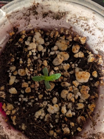 outdoor — seedling_rooting, day 12