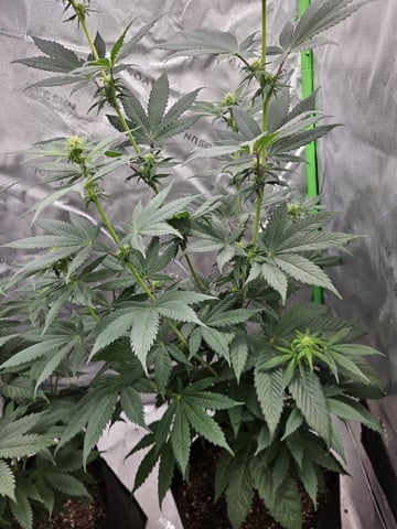 Bruce Banner #4  — flower, day 73