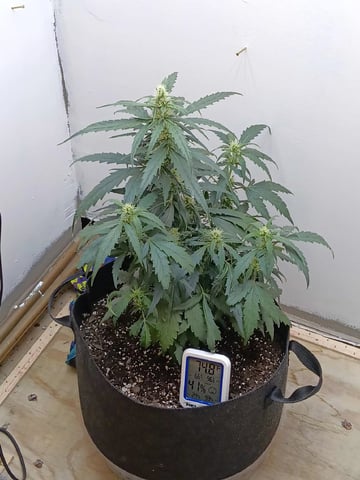 Lemon Cherry Gelato Closet Grow — flower, day 1