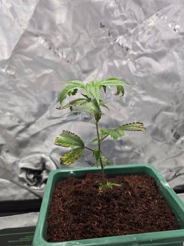 Funk Mtn (Mother) — seedling_rooting, day 9